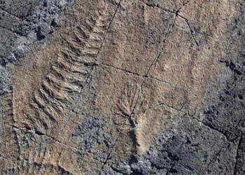 the first monster of earth emerged half a second before 120806
