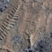 the first monster of earth emerged half a second before 120806