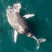 the fish gathering fight ugly dead whale with lung gu 120699