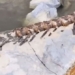 the fisherman caught a 90 million year old amber 122557