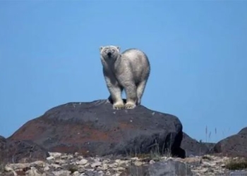 the fragile fate of the polar bear in canada 123332
