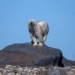 the fragile fate of the polar bear in canada 123332