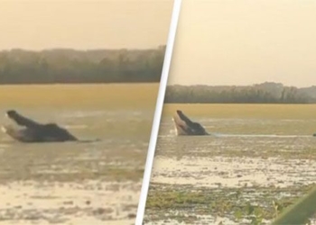 the giant alligator has no new mutations like monsters in jurassic park movie 124012