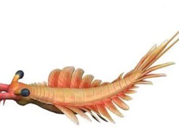 the giant crab once sowed trash in the nightmare beneath the ocean 500 million years ago 123605
