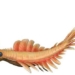 the giant crab once sowed trash in the nightmare beneath the ocean 500 million years ago 123605