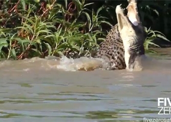 the giant python swallows a crocodile fast as light 118696