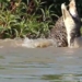 the giant python swallows a crocodile fast as light 118696