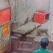the giant snake attacks man in the middle of the street 118293