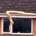 the giant tiger cub weighing 38kg entered the window 122611