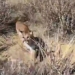 the heart stopping moment the lion jumps into a pedestrian 118385