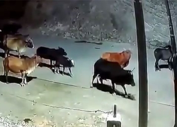 the herd is unexpectedly attacked by the church and the ending is hard to believe 118063