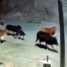 the herd is unexpectedly attacked by the church and the ending is hard to believe 118063