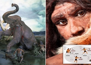 the human body in the food chain is similar to that of large mammals 117989