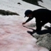 the ice cream dreams of watermelon and sweet as sugar when summer comes 120520