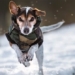the importance of tail in dog species from scientific perspective 119952