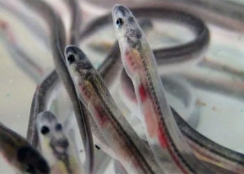 the journey of the mysterious migration of european carp 124016