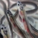 the journey of the mysterious migration of european carp 124016