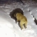 the kangal dog fights the bear to protect its owner 120163