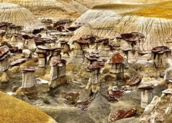 the land of mushrooms is not absurd like on another planet 121277