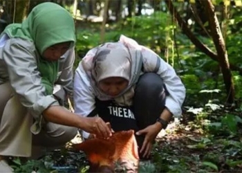 the largest flower in the world bloomed for the first time in an animal park in indonesia 123049