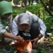 the largest flower in the world bloomed for the first time in an animal park in indonesia 123049