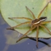the largest newt rehabilitation in england 119631