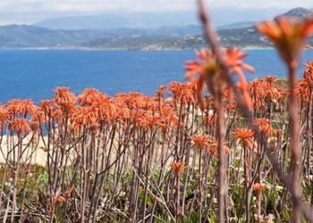 the largest rare orchid protected in a military base in corsica 119131