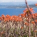 the largest rare orchid protected in a military base in corsica 119131