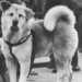the lesser known stories about hachiko the dog waiting at the station for 10 years 121528