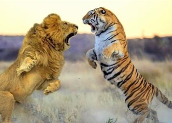the lion and the newly discovered 121491