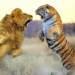 the lion and the newly discovered 121491