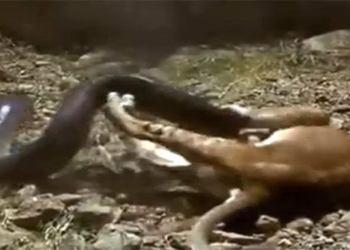 the lion cub is suffocated and the unbelievable ending 120005