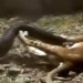 the lion cub is suffocated and the unbelievable ending 120005