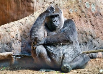 the loneliest animal in the world has lived in a shopping mall cage for 30 years 123874