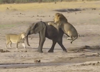 the lonely elephant is surprised by a lion leaping out and the unexpected ending 119700