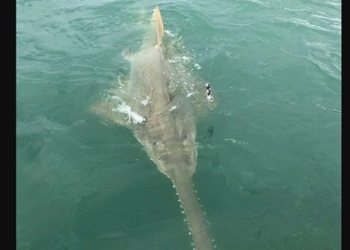 the man encounters a 4 meter monster during a sea fishing trip 119986