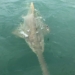 the man encounters a 4 meter monster during a sea fishing trip 119986