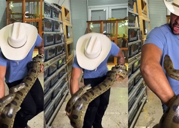 the man remains calm when being attacked by anaconda constantly clinging to him 124120