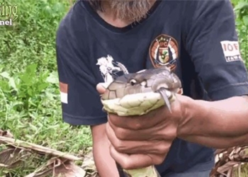 the man using his hands to catch a snake in a dusty ram 119987
