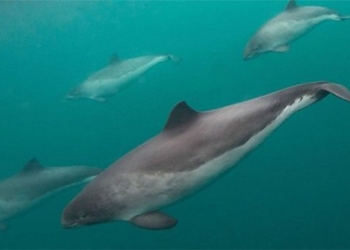 the mom fish has the ability to communicate with the cousin species 119673