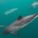 the mom fish has the ability to communicate with the cousin species 119673