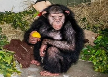the monkey raising human girl is killed by a relative 117958