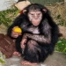 the monkey raising human girl is killed by a relative 117958