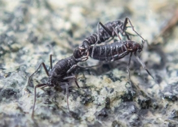 the most unique disk harvester in the south pole can extinct 121425