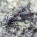 the most unique disk harvester in the south pole can extinct 121425