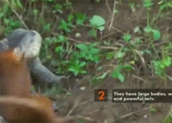 the mother cat tries to save the kitten when bitten by the mangut eating meat is it successful 119011