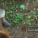 the mother cat tries to save the kitten when bitten by the mangut eating meat is it successful 119011