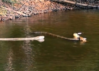 the mother hedgehog was hurt by the young mouse falling into the water and the rare encounter 118139