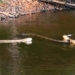 the mother hedgehog was hurt by the young mouse falling into the water and the rare encounter 118139