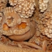 the mystery of the man in the cave with another species 130 000 years old 109808